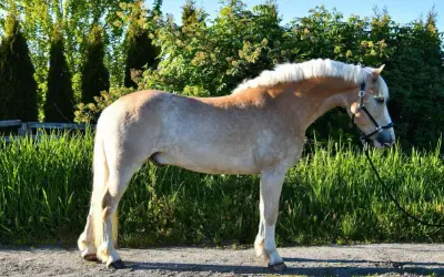 Haflinger o pięknym, kasztanowym umaszczeniu i jasnej grzywie, prezentuje swój imponujący wzrost na tle zieleni.