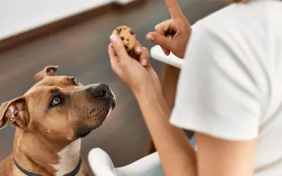 Pies patrzy na ciasteczko z kawałkami czekolady. Czy pies może jeść czekoladę? Nie, to dla niego szkodliwe.