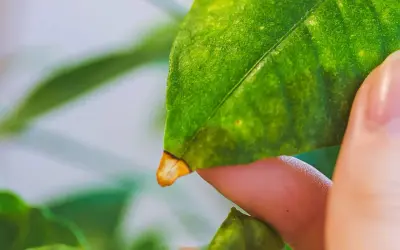 Un doigt examine une feuille de citronnier, révélant une pointe jaunie.