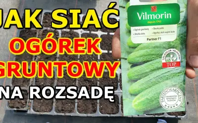 Kiedy siać ogórki w domu, aby uniknąć błędów i uzyskać plony