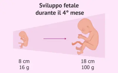 Sviluppo fetale durante il 4° mese: da 8 cm e 16 g a 18 cm e 100 g.