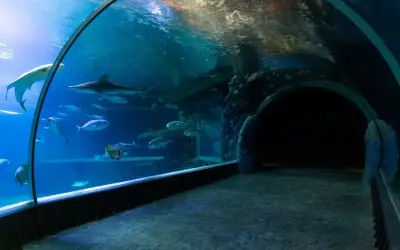 Podwodny tunel w oceanarium w Ustce. Rekiny i ławice ryb pływają w akwarium.