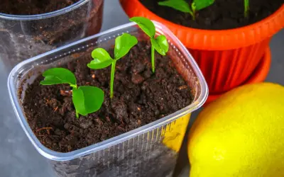 Małe sadzonki wyrastają z ziemi, obok leży dojrzała cytryna. To początek drogi cytryny z pestki.