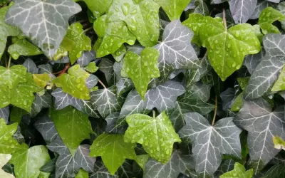 Hiedra verde y gris con gotas de lluvia, perfecta como plantas tapar vistas vecino.