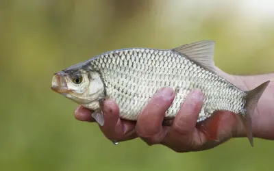 Une main tient un rotengle poisson aux reflets argentés, prêt à retourner à l'eau.