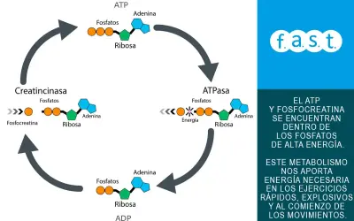 Ciclo de ATP y fosfocreatina, clave en el metabolismo energético para ejercicios explosivos.