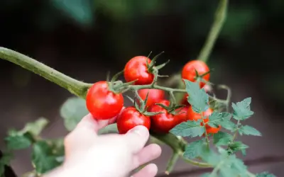 Hand reaches out to pick ripe red tomatoes from the vine.