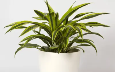 Dracena odmiany o długich, zielono-białych liściach, rosnąca w białej donicy.