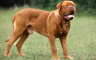 Potężny dog z Bordeaux, o rudym umaszczeniu, stoi na trawie, dysząc z otwartym pyskiem.