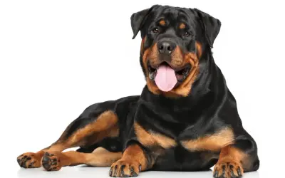 Potężny rottweiler leży, dysząc z językiem na zewnątrz. Jego spokojne rottweiler usposobienie widać w łagodnym spojrzeniu.