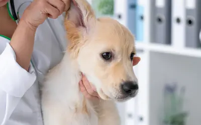 Tierarzt untersucht einen jungen Hund mit geschwollenem Ohr.
