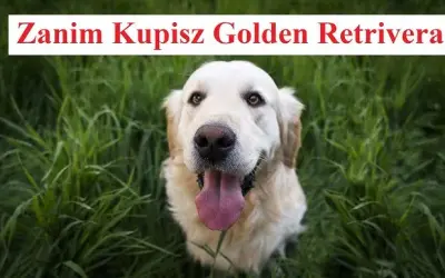 Golden retriever: czy to pies dla Ciebie? Sprawdź zanim kupisz!