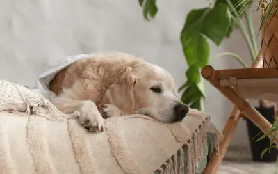 Un golden retriever se repose, emmitouflé dans une couverture. On entend le ventre de mon chien gargouiller, signe qu'il a bien mangé.