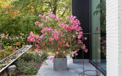 Ein üppiger Oleander im grauen Kübel, bereit zum Oleander umtopfen. Im Hintergrund ein moderner Garten mit Wasserspiel.