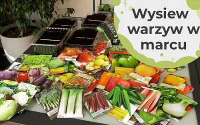Jakie warzywa sadzimy w marcu? Oto najlepsze wybory na wiosnę