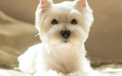 Un adorable westie chien, tout blanc et tout doux, pose paisiblement, baigné par la lumière du soleil.