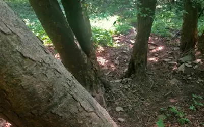 Leśna ścieżka wije się między drzewami, tworząc niemal lacką ścianę płaczu z ich pni.