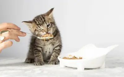 A tiny tabby kitten winks as it eats from a spoon, learning when do kittens start eating food. A small bowl of food sits nearby.