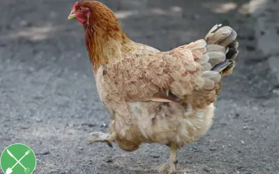Ein braunes Huhn der Rasse Rhode Island Red stolziert über den Boden.