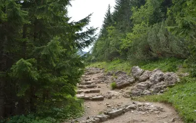 Kamieniste schody wiodące przez las. W oddali widać gęsty las iglasty, a po bokach ścieżki rosną drzewa i krzewy. To idealne miejsce na spacer, jakbyśmy przemierzali halę gąsienicową.