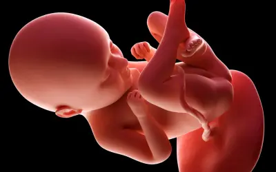 Płód w 35 tygodniu ciąży, gotowy do przyjścia na świat. Dziecko rozwija się w łonie matki, przygotowując się do narodzin.