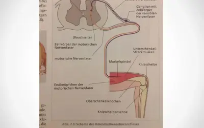 Schema des Kniescheibensehnenreflexes: Nervenbahnen vom Muskelspindel über das Rückenmark zum Streckmuskel, ein Beispiel für einen schnellen Reflex.