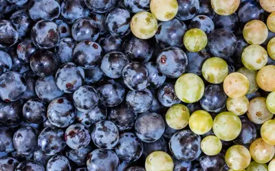 Nahaufnahme von dunklen und hellen Trauben, die an die Herstellung von Wein mit Sulfite erinnern.