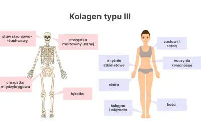 Schemat pokazuje, gdzie występuje kolagen typu III: w skórze, naczyniach krwionośnych, mięśniach, ścięgnach, więzadłach, chrząstkach i kościach.