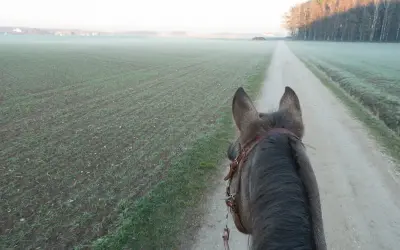 Pferd auf einem Feldweg, Nebel über den Feldern. Der richtige **trabstangen abstand** ist wichtig für ein gutes Training.