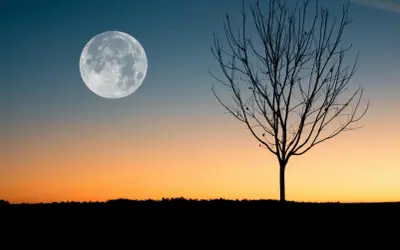 Silueta de árbol sin hojas bajo una luna llena, evocando el **luna creciente significado espiritual** de nuevos comienzos y crecimiento.
