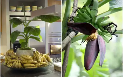 Dwa ujęcia: bananowiec w donicy z owocami w kuchni i kwiat bananowca z młodymi bananami na drzewie.