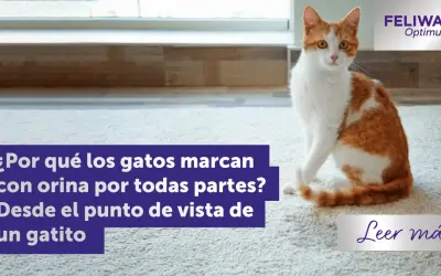 Gato naranja y blanco sentado en alfombra. El texto pregunta por qué las gatas marcan territorio con orina.