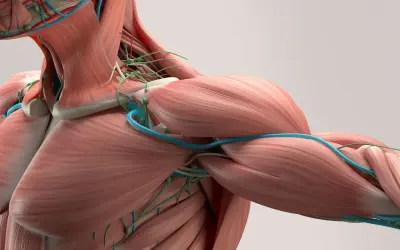 Anatomia barku i szyi z widocznymi mięśniami, naczyniami krwionośnymi i limfatycznymi. Widać gęstą sieć tkanki łącznej, czyli powięź, otaczającą struktury.