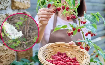 Kobieta zbiera maliny do koszyka, w tle widać rękę w rękawiczce z nawozem.