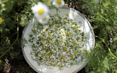 A plate overflowing with freshly picked chamomile flowers, surrounded by green foliage.