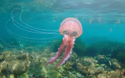 Una grande medusa rosa fluttua in acque limpide, con lunghi tentacoli che si estendono.