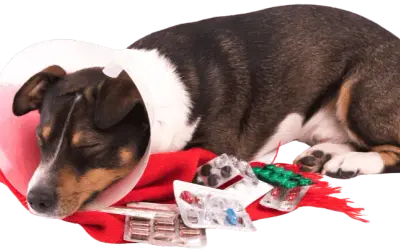 Clínica veterinaria María Jiménez: servicios y atención excepcional para tu mascota