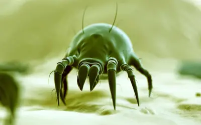 Microscopic view of a dust mite. Curious if vinegar kills dust mites? This tiny creature is the culprit behind many allergies.