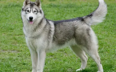 Un magnifique husky de Sibérie aux yeux bleus et marrons se tient fièrement sur l'herbe verte.