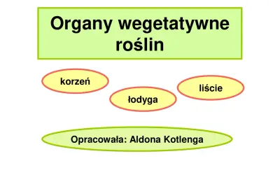 Grafika przedstawia organy wegetatywne roślin: korzeń, łodygę i liście. Opracowała: Aldona Kotlenga.