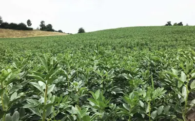 Ein weites Feld mit jungen Bohnenpflanzen, die sich im Vordergrund dicht aneinanderreihen. Im Hintergrund erstreckt sich eine grüne Hügellandschaft unter einem hellen Himmel.