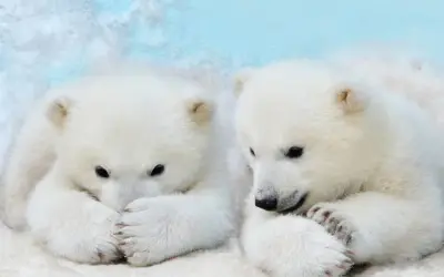 Dwa urocze niedźwiadki polarne w śniegu. Ciekawe, ile żyje niedźwiedź polarny, gdy jest tak słodki.
