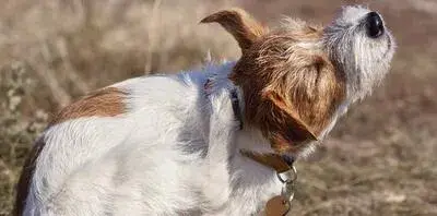 Cómo son las pulgas de perro y cómo proteger a tu mascota
