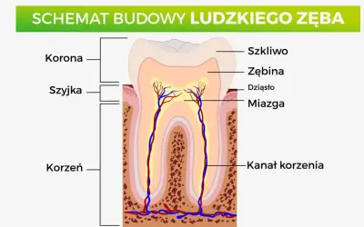 Schemat budowy ludzkiego zęba: korona, szyjka, korzeń, szkliwo, zębina, dziąsło, miazga, kanał korzenia. Poznaj nazwy zębów.