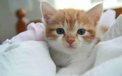 Un gatito naranja y blanco, con grandes ojos azules, se asoma entre mantas. ¿Cuanto duerme un gato de 3 meses? ¡Mucho!