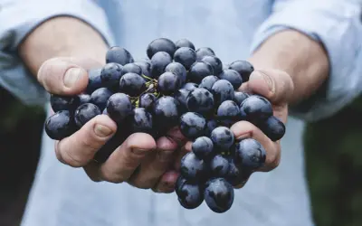 Dłonie trzymające kiść ciemnych winogron. Zastanawiasz się, ile kalorii mają winogrona? Są niskokaloryczne i pełne witamin.