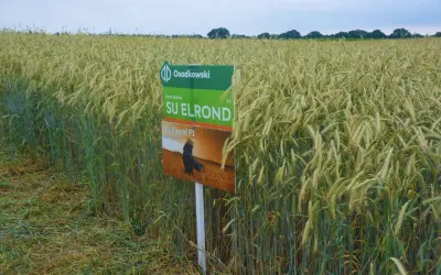 Pole żyta hybrydowego SU Elrond F1. Zboże dojrzewa na tle błękitnego nieba.