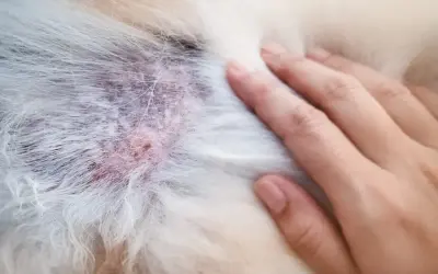 Skóra psa z zaczerwienieniem i strupkami, widoczne objawy alergii pokarmowej u psa. Zdjęcia pokazują problem.