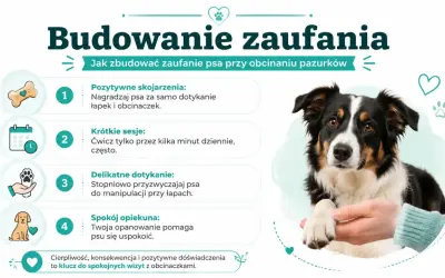 Jak obciąć psu pazury? Buduj zaufanie: nagradzaj, ćwicz krótko, delikatnie dotykaj łap i zachowaj spokój. Cierpliwość to klucz.
