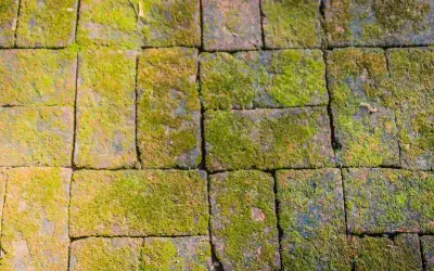 Pavimentazione in mattoni ricoperta di muschio verde. Un rimedio naturale con bicarbonato contro muschio potrebbe ridare vita a questo percorso.